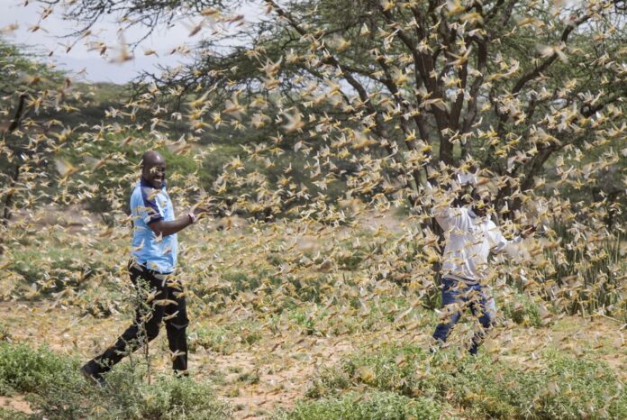 Axaya Somaliya