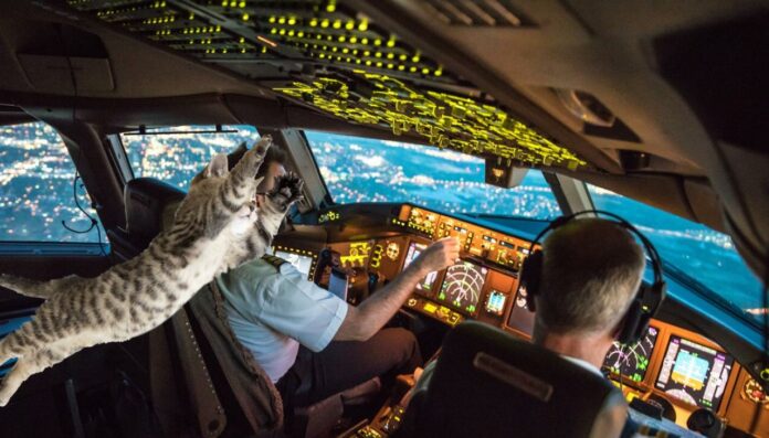 GettyImages-666297356-Cat-In-Cockpit-1120