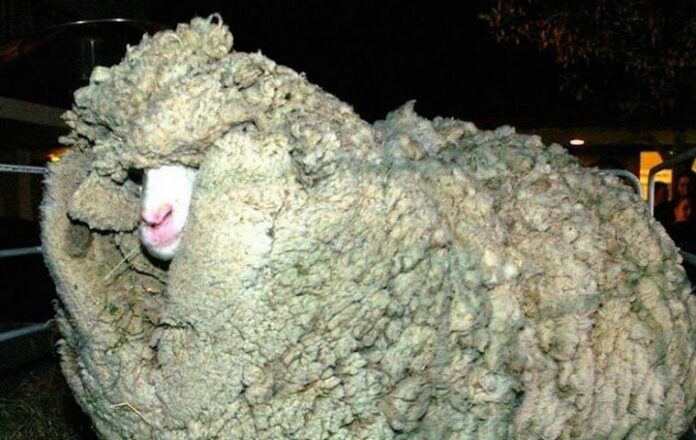 merino-sheep
