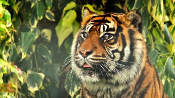 Shabeel oo qaliin indho lagu sameeyay