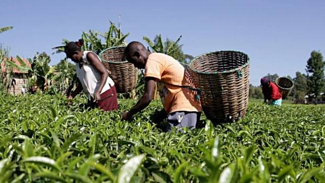 Beeraha Qaadka ee Kenya